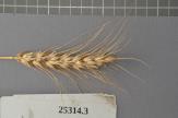 Click for 1 image(s) for this accession. Spike